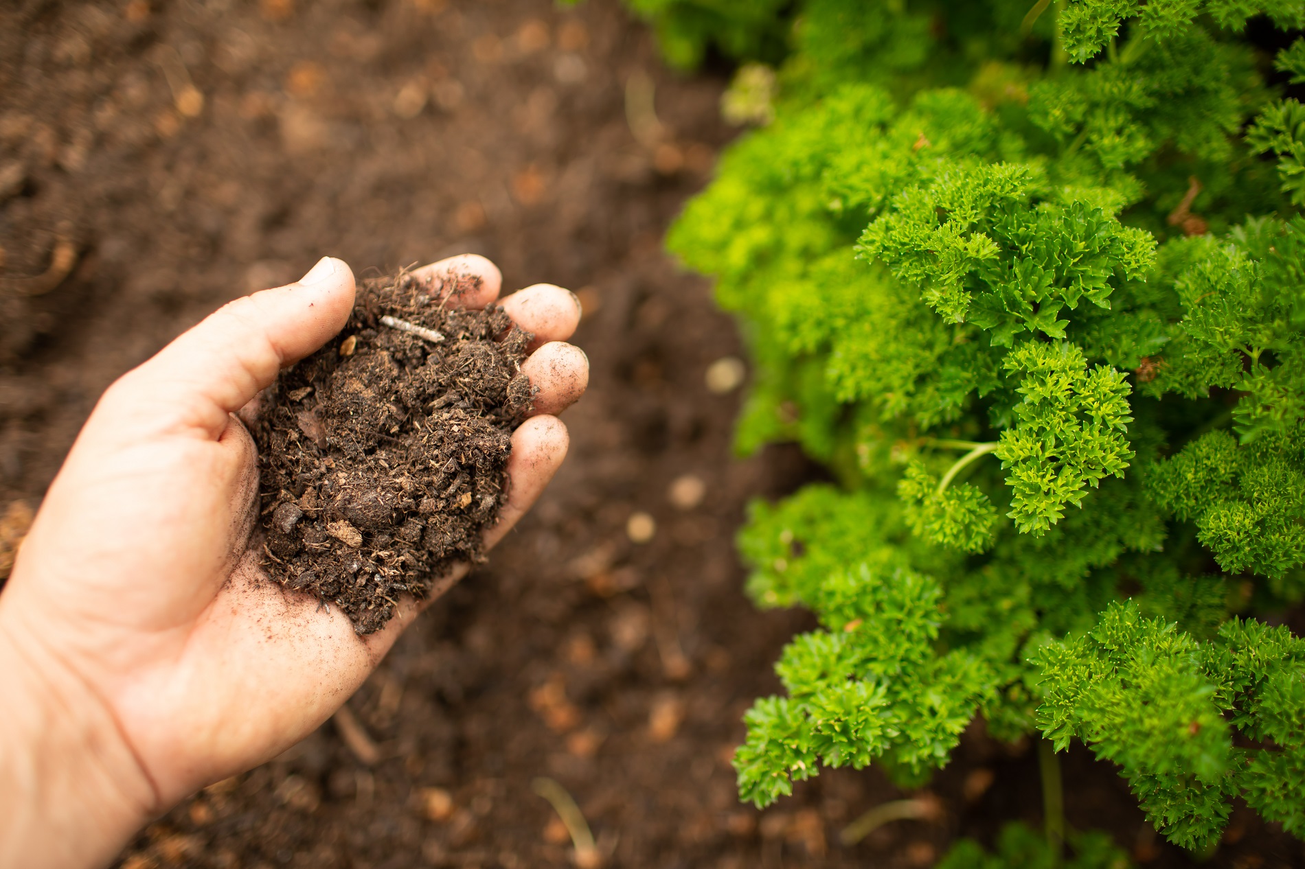 Consejos útiles para garantizar la salud del suelo de tu jardín doméstico durante el verano