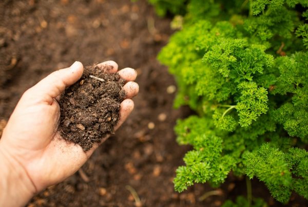 suelo de tu jardín salud protección jardinería sanidad vegetal jardín doméstico áreas verdes aepla