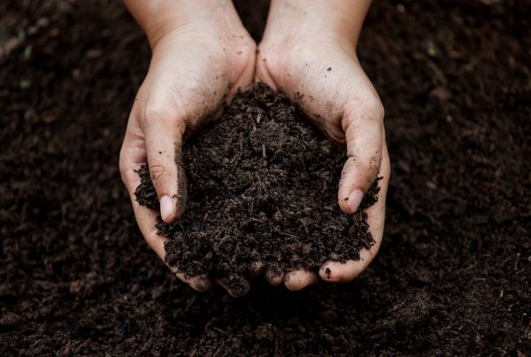 compactación suelo huerto doméstico protección de cultivos agricultura sostenible sanidad vegetal áreas verdes aepla