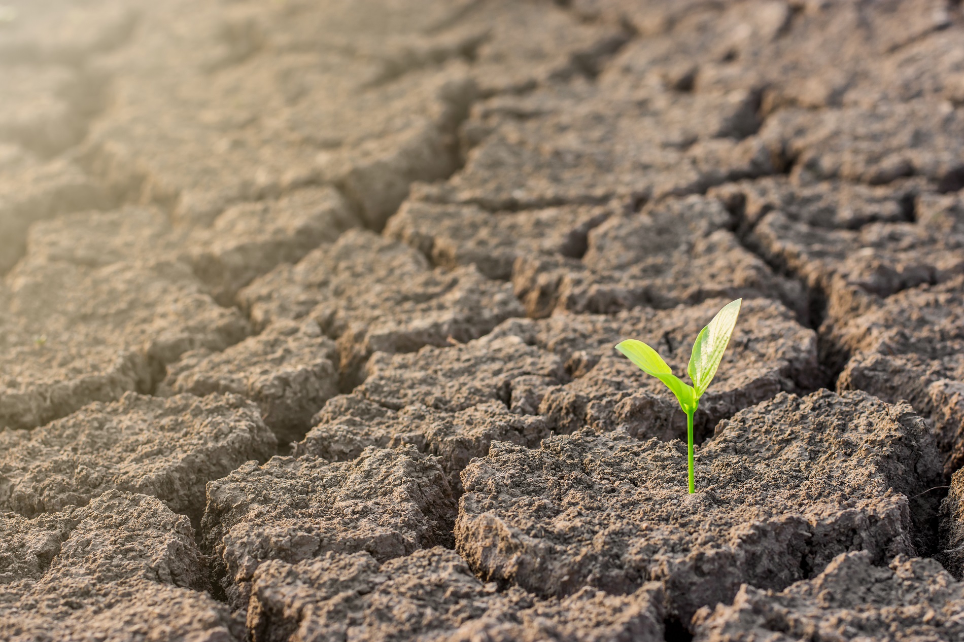 La agricultura frente al reto del cambio climático