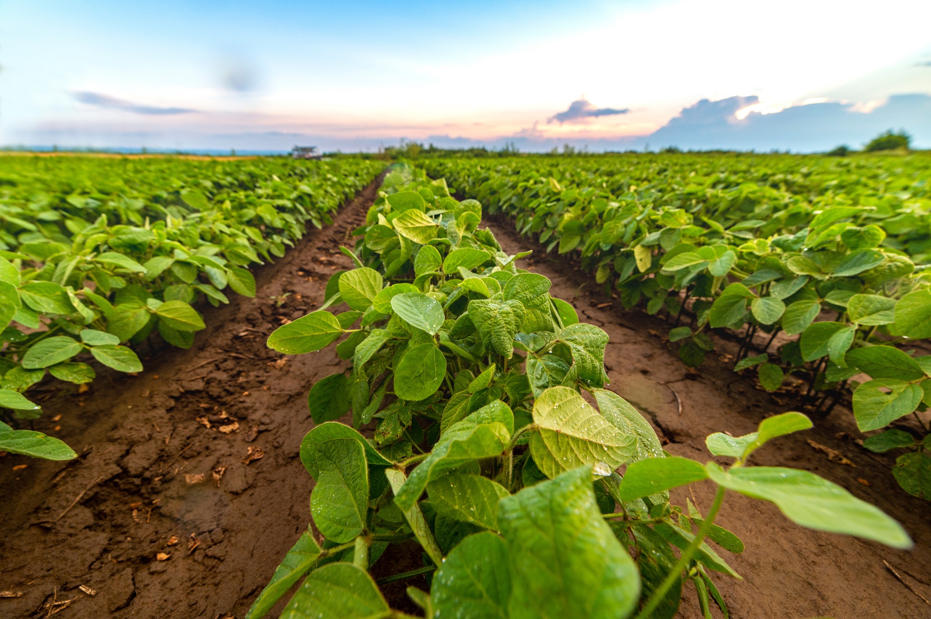 Buenas prácticas agrícolas: Consejos básicos para favorecer la productividad de tus cultivos