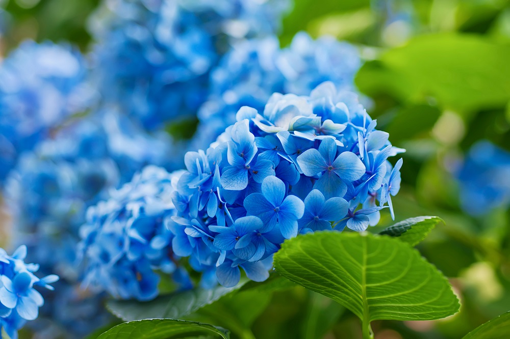 ¿Qué variedades vegetales pueden aportar una mayor belleza a tu jardín en otoño?