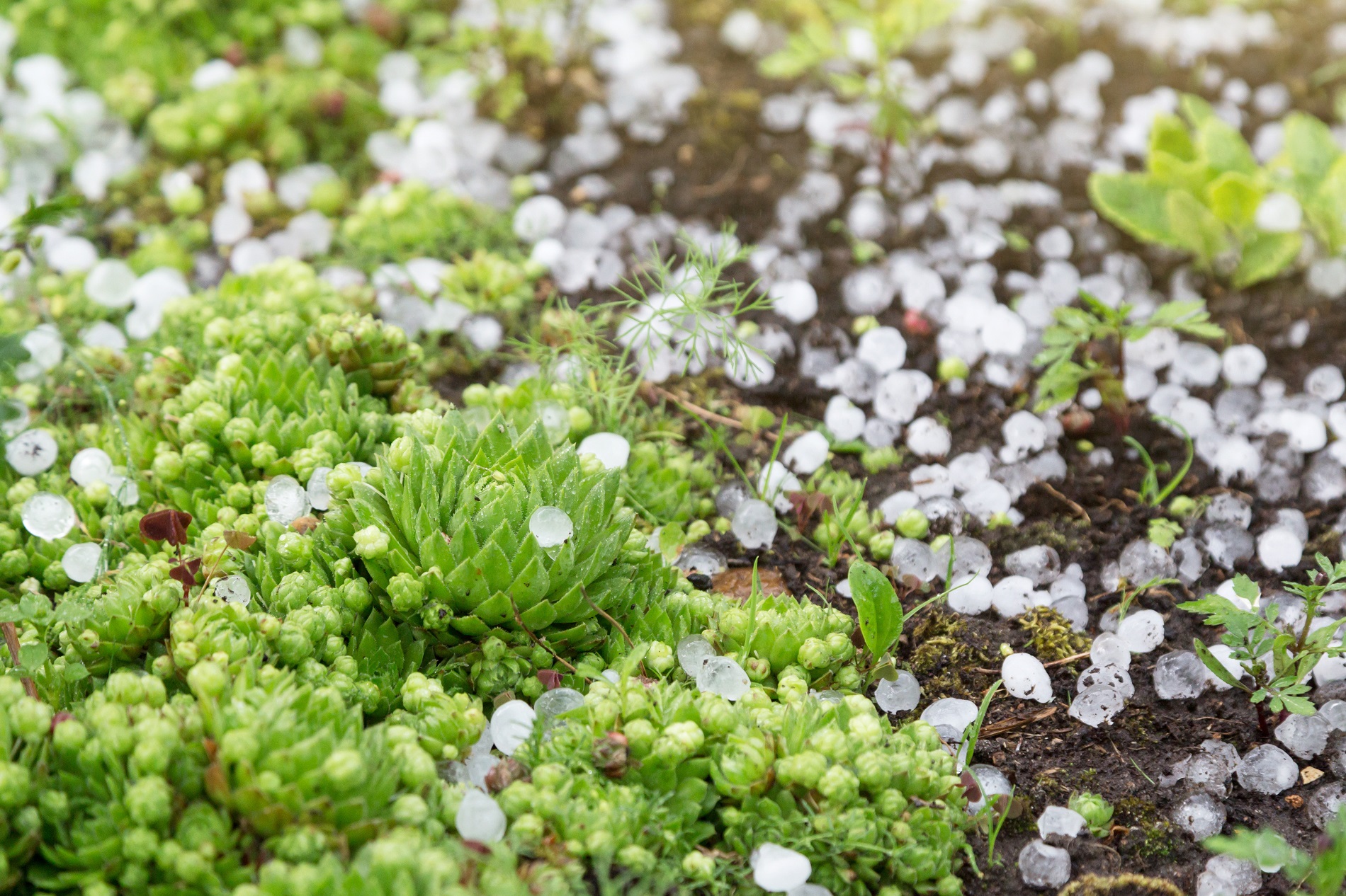 ¿Cómo proteger tu jardín frente a los posibles daños causados por el granizo?