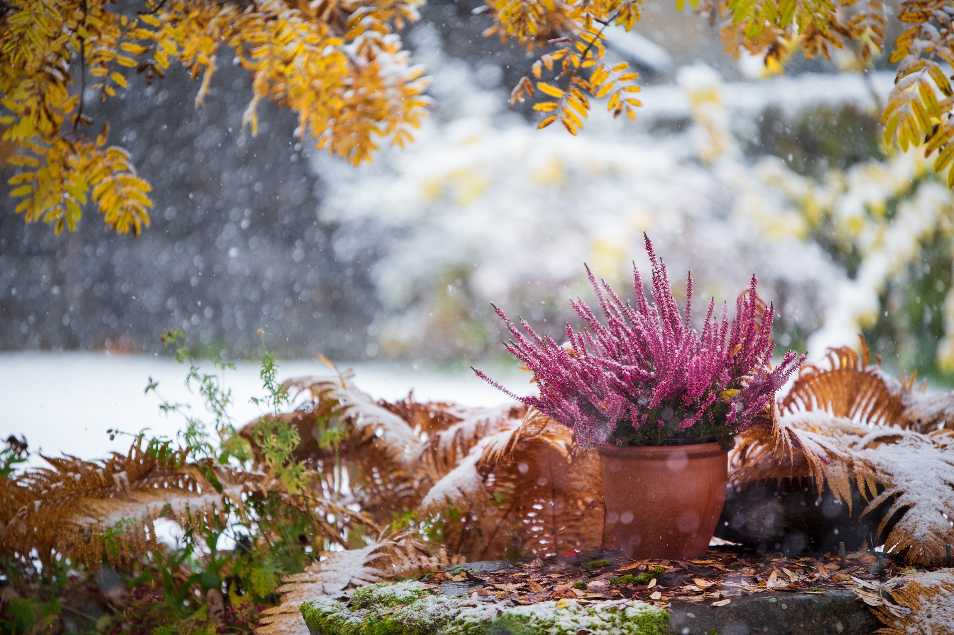 ¿A qué plagas debes prestar una especial atención en tu jardín durante el invierno?