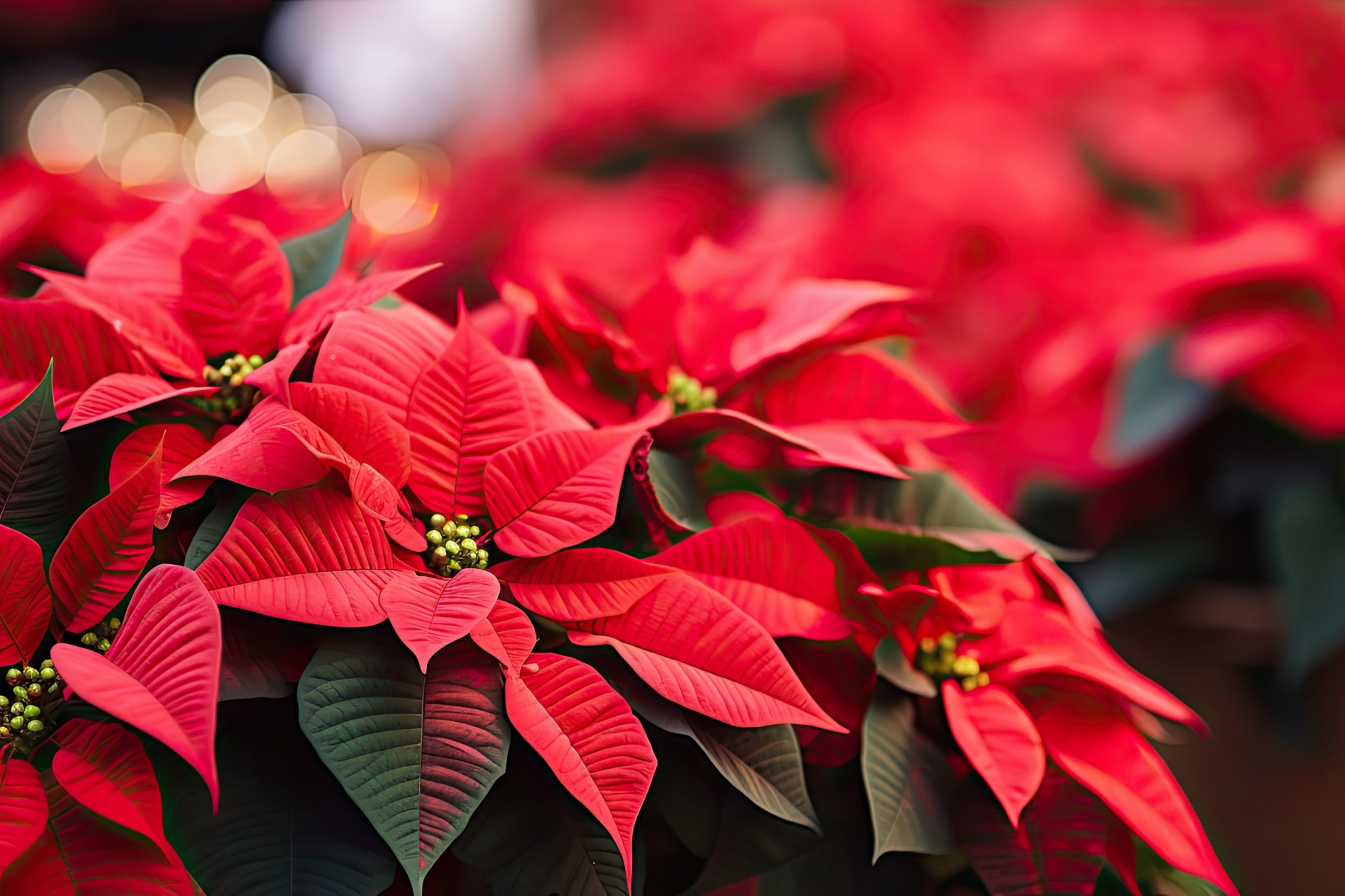 ¿Cuál es el simbolismo que explica la estrecha relación de las plantas con las fiestas navideñas?