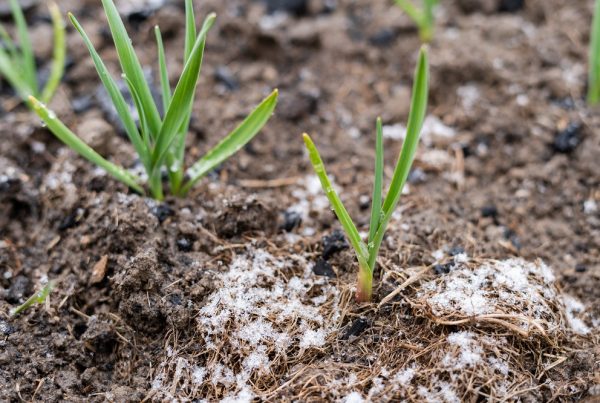 salud huerto doméstico invierno protección de cultivos sanidad vegetal áreas verdes aepla
