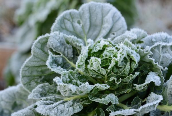 salud huerto doméstico heladas tardías protección de cultivos sanidad vegetal áreas verdes aepla