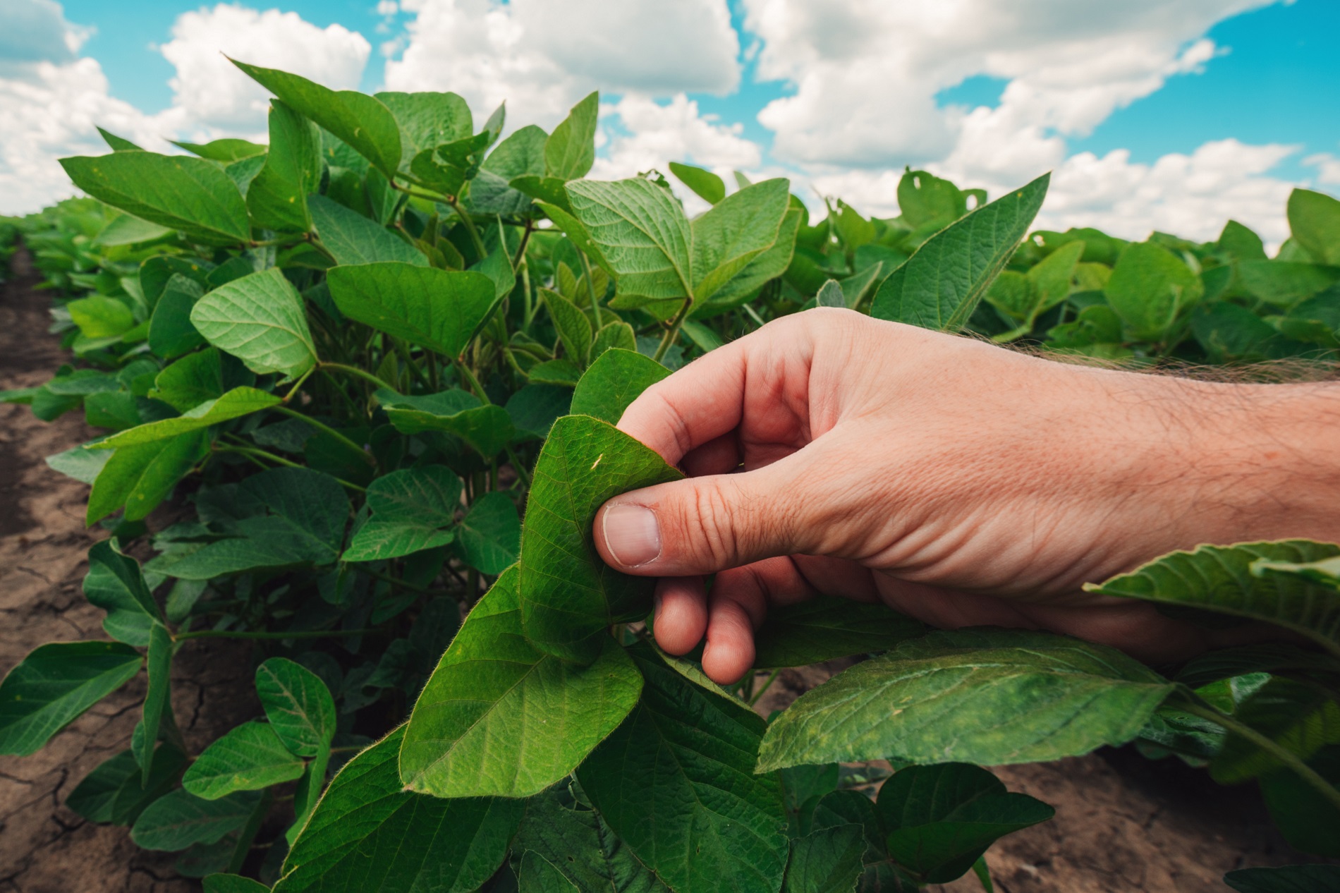 Buenas prácticas agrícolas: Consejos básicos para acertar en la elección de un producto fitosanitario