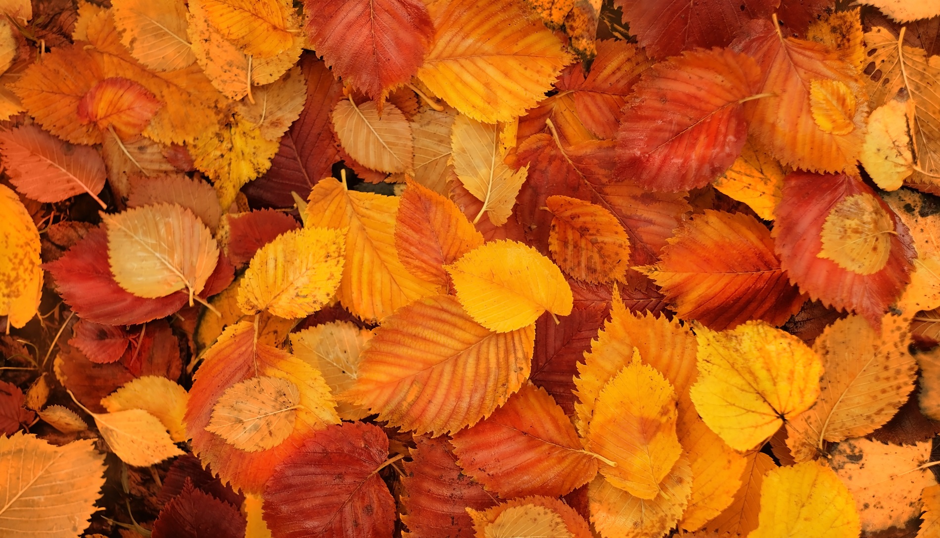 Recomendaciones a tener en cuenta para favorecer la salud de tu jardín en otoño