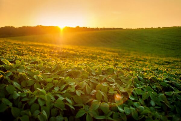 calor altas temperaturas verano aplicación de fitosanitarios agricultura sostenible sostenibilidad actividad agrícola protección de cultivos buenas prácticas sanidad vegetal tratamientos fitosanitarios cosecha aepla