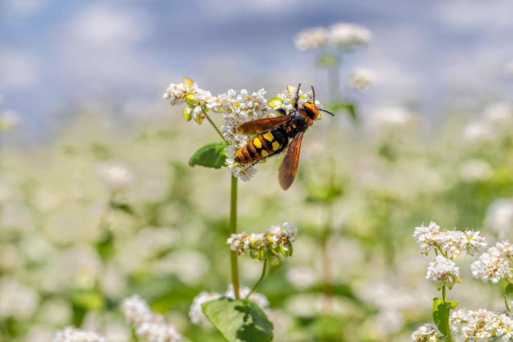 soluciones biocontrol entorno agrícola buenas prácticas agrícolas sostenibilidad sanidad vegetal agricultura sostenible aepla